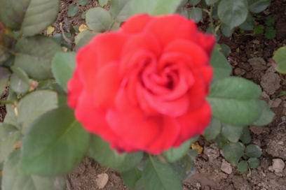 ���������ˬ����Ȥ�α�ɳ������