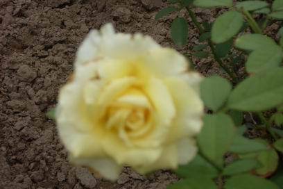 ���������ˬ����Ȥ�α�ɳ������