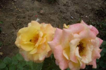 ���������ˬ����Ȥ�α�ɳ������