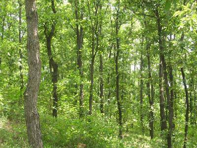 ��������ɽ����