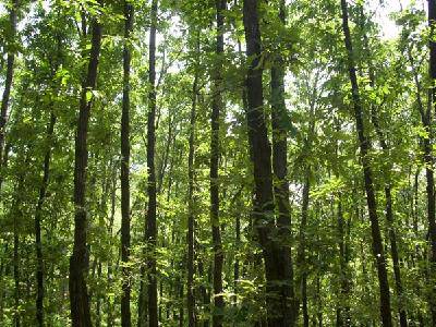 ��������ɽ����