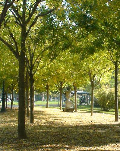 �����������Ҷ����