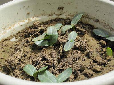 ˿�ϵĳɳ���������