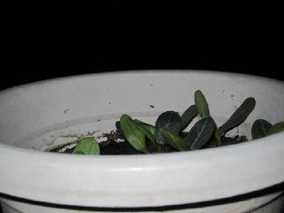 ˿�ϵĳɳ���������