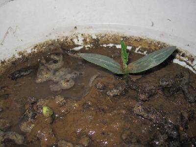 ˿�ϵĳɳ���������