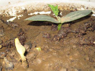 ˿�ϵĳɳ���������