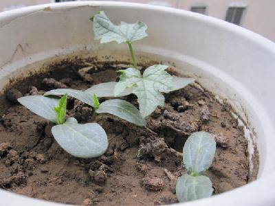 ˿�ϵĳɳ���������