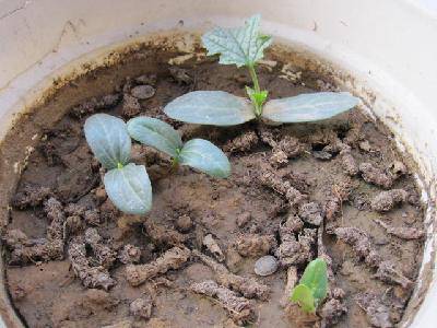 ˿�ϵĳɳ���������