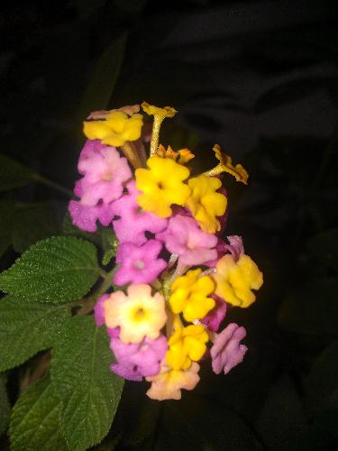 ��֦������