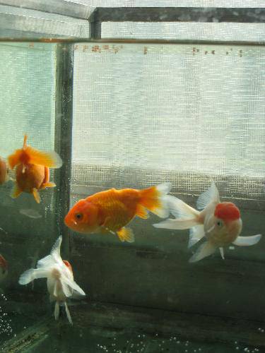 �Ҽҵ�С��������