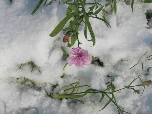 ������ѩ�ˣ�����