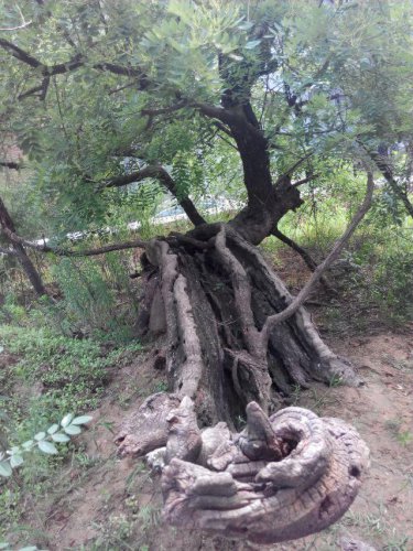 ��ɣ�Ż�����