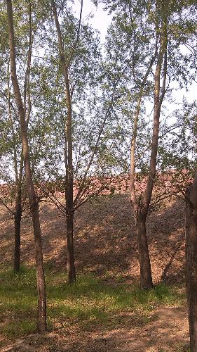 ������ʳ�ң��޸İ棩����