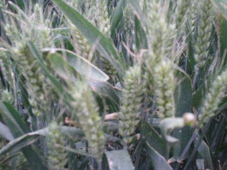 С������