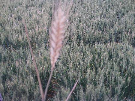 С������