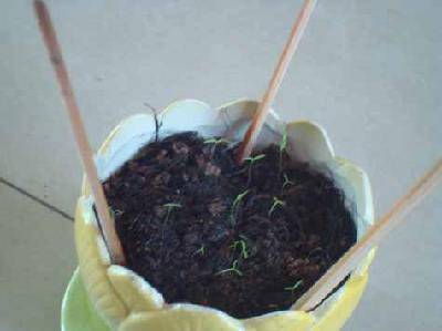 ��������ֲ�ռǣ�1һ2����ͼ����