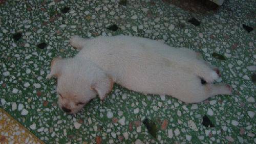 һ���������ݵ��־�����