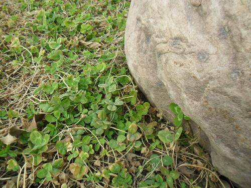 Ѱ������