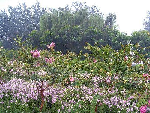 ��԰���糿����