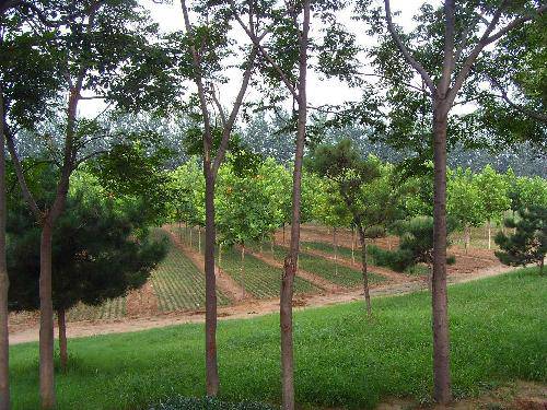 ��԰���糿����