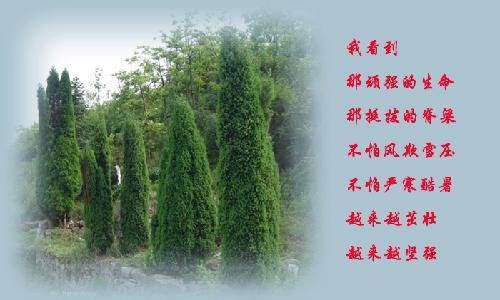 ���ϴ�����Ӱ��ʫ������ֲ֮������