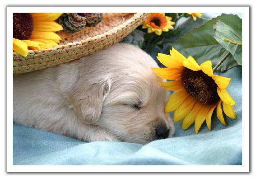 ��������ܰС������