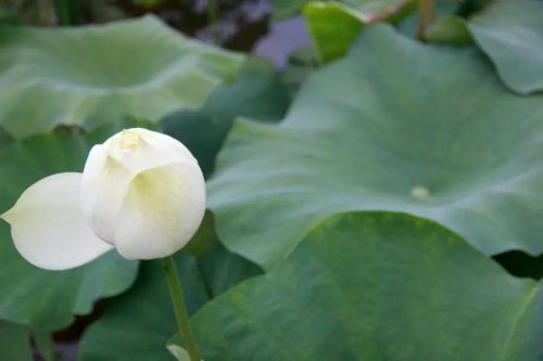 ���׳��졤�����ɹ����㻳������