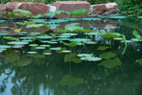 ���׳��졤�����ɹ����㻳������