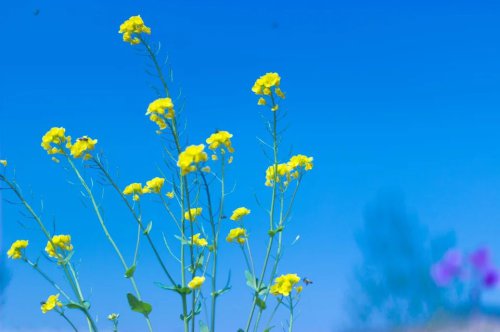 ���׳��졤�����ɹ����㻳������