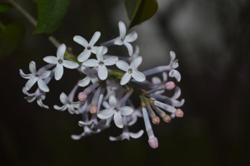 ��ѧ���˽��й���ͳ���ա�������������