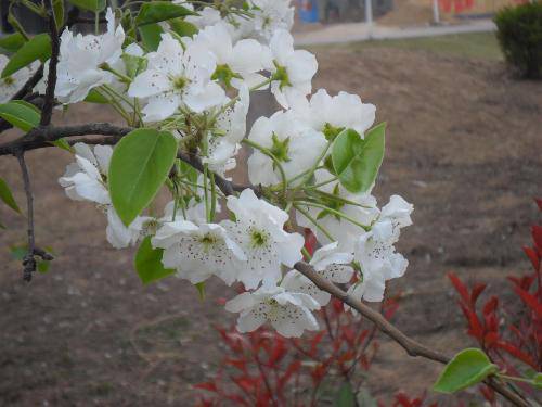 �滨һ֦����������