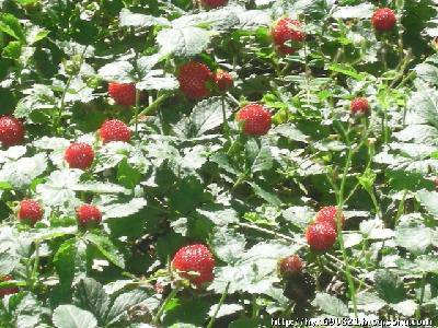 Ұ��ݮ��ʫ�裩����