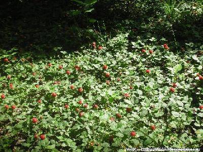 Ұ��ݮ��ʫ�裩����