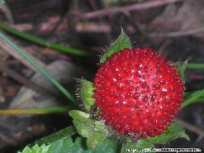 Ұ��ݮ��ʫ�裩����