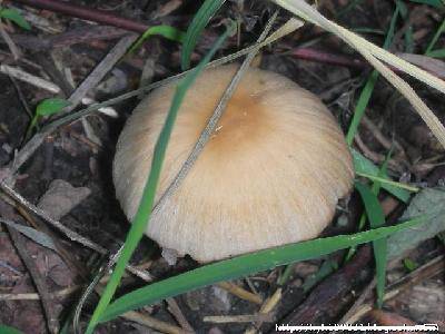 Ұ��ݮ��ʫ�裩����