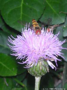 Ұ��ݮ��ʫ�裩����