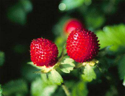 Ұ��ݮ��ʫ�裩����