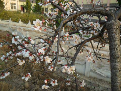 �����绨����