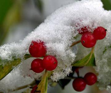 �ô�һ��ѩ����