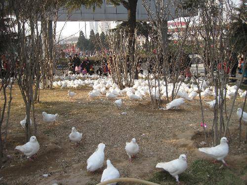 ���ڹ�԰һ��������