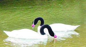 �����ĺھ��������