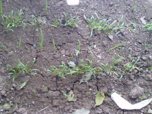 �������ɫ����