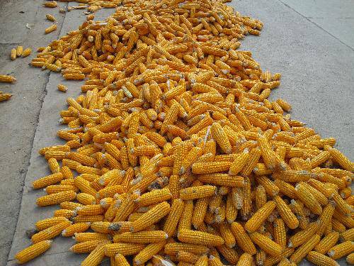 �������ɫ����