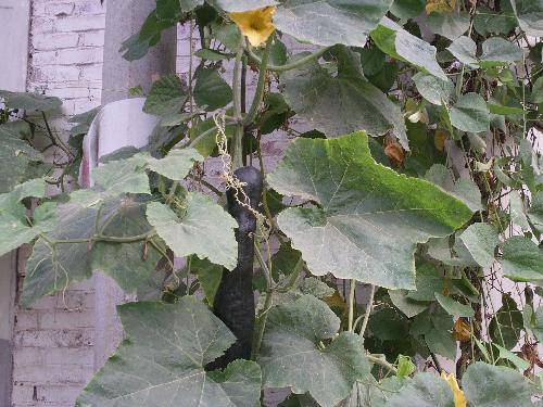 �������ɫ����