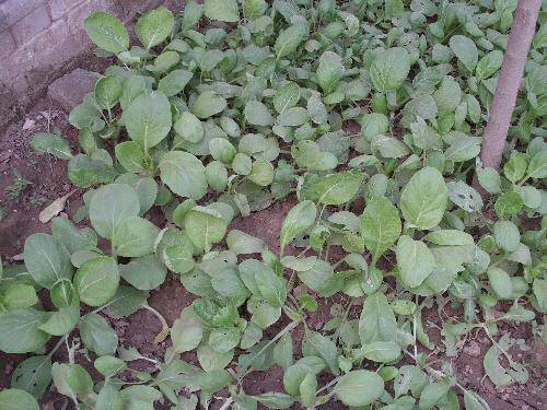 �������ɫ����