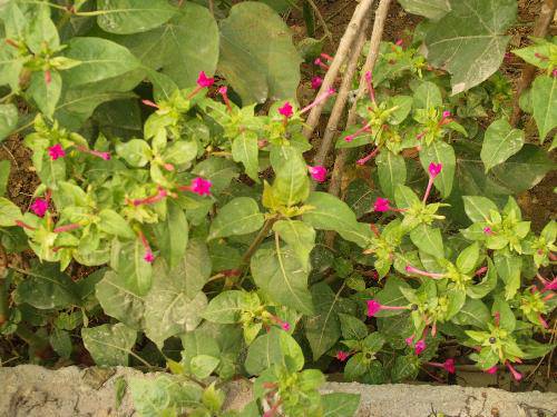 �������ɫ����