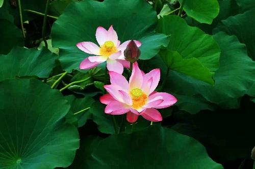 ��һϮ���£���һ�ķ�������