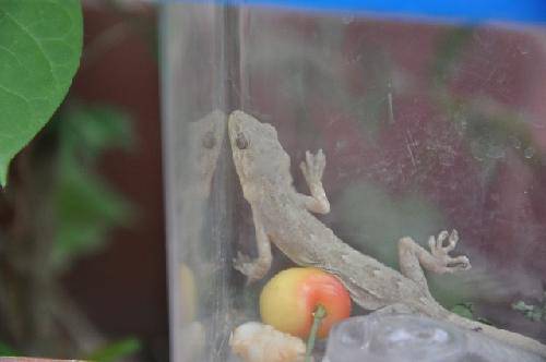 СС�������ߡ�����