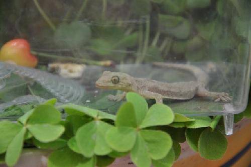 СС�������ߡ�����