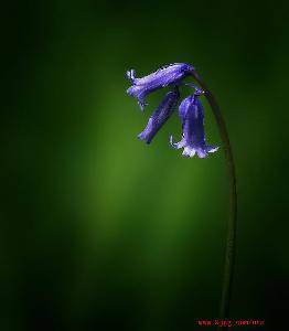 С�װ�����